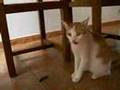 videos de Krümel & Lezard