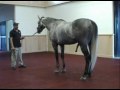 Giacomo & Ghostzapper famous race horses 2007 Giacomo & Ghostzapper famous race horses 2007