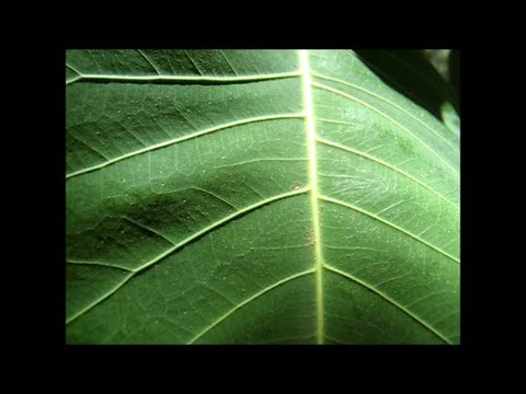 how to fertilize ficus lyrata