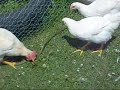 Chickens Meet Their First Snake Chickens Meet Their First Snake
