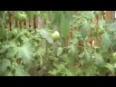 An update on our vegetable garden An update on our vegetable garden