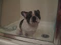 French Bulldog: Dobby\ French Bulldog: Dobby\