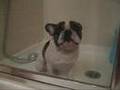 French Bulldog: Dobby's Complaint
