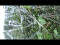 Fujifilm s2000hd and A spider web on a cold dew morning - 720p HD
