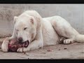 Turkish Kangal resmi