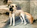 Turkish Kangal