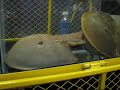 Molting Horseshoe Crab