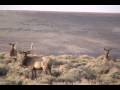 wy elk herd