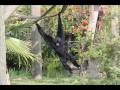 Lowrey Park Zoo.wmv