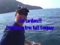 Halibut Fishing San Diego Everingham Bros. Bait Company Halibut Fishing San Diego Everingham Bros. Bait Company