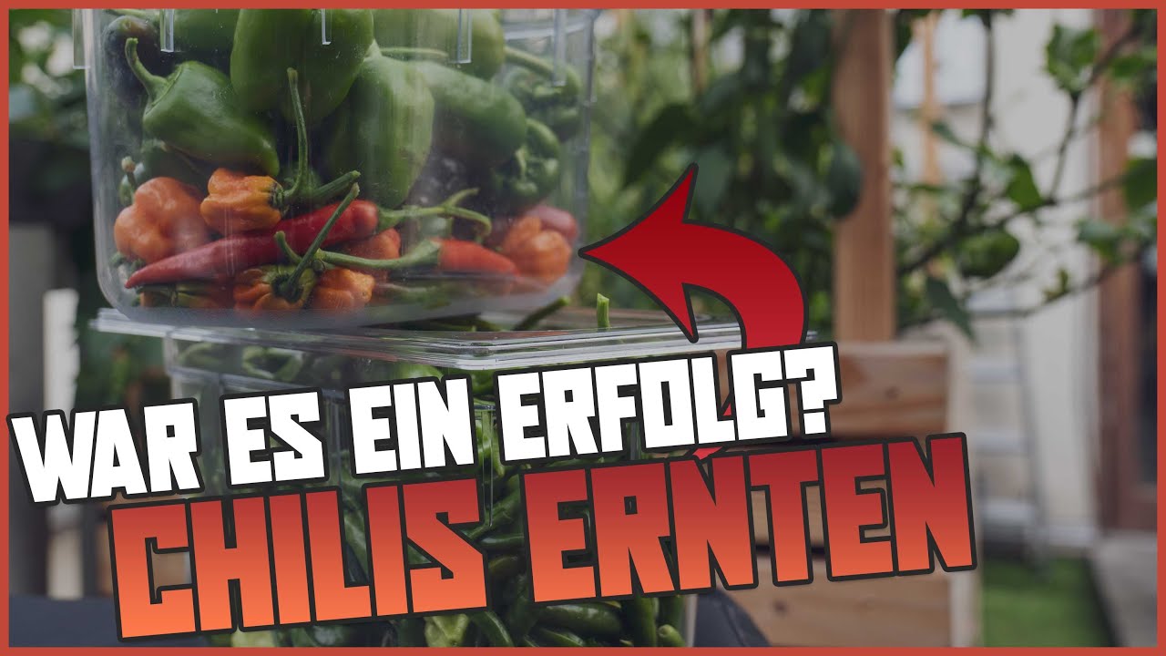 Wir ernten unsere Chilis 🌶️ - was hätten wir anders machen können? 🧐