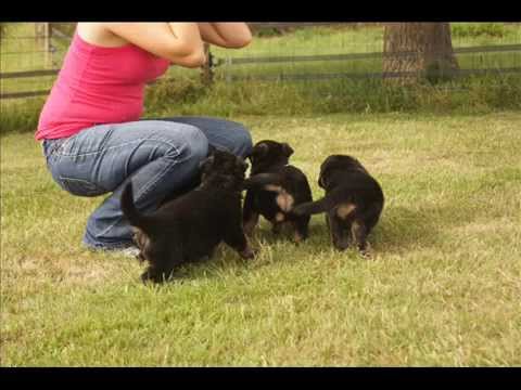 dog allemand