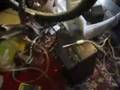 Dr Tune's Bikeophone