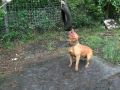 PorkChops 1st time playing with tire