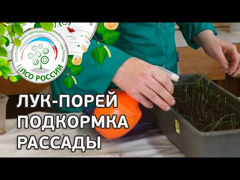 Как подкормить лук-порей. Выращивание лука. Внекорневая подкормка лука-парея.