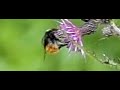 hommel verlaat distel hommel verlaat distel