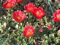 Purslane