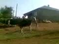 videos de Rodeocu Zaza