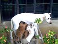 Poor Little Puppies