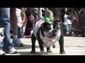 superman dog costume, Zelda Bumblebee Dog Costume