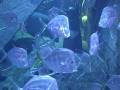 videos de Atlantis Dubai Aquarium - shiny fish