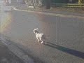 Rare footage of Garry The Dog!!!