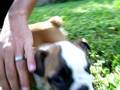 videos de bulldog puppies playing