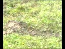 jeep willys mahindra cj3b alan and me off road stuck