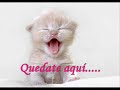 DEJATE AMAR XD DEJATE AMAR XD