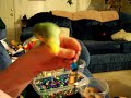 Lovebird & Toy-Making Lovebird & Toy-Making