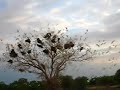 Mali - Arbre a oiseaux migrateurs