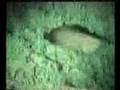 Wild Boar Hunting With Shotgun