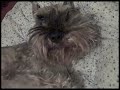 Miniature Schnauzer Being Awaken Miniature Schnauzer Being Awaken