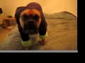 OSCAR BOXER FIGHTS SWEATER OSCAR BOXER FIGHTS SWEATER