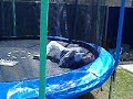 trampoline-accidents.html