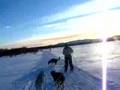 title="Skijoring