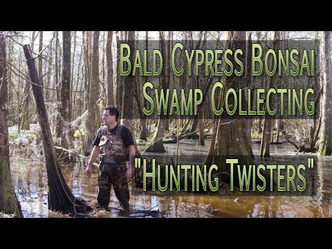 how to collect bald cypress seeds