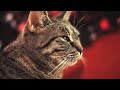 Youtube – Cat singing rock