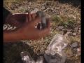 Biosphere Expeditions: Snow leopard conservation, Altai
