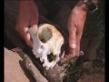 Biosphere Expeditions: Snow leopard conservation, Altai