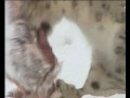 Biosphere Expeditions: Snow leopard conservation, Altai