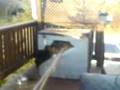 videos de hose vs wasp nest.3gp