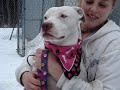 Marquette County Humane Society-Gretel - deaf
