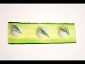 Molecular Gastronomy - Spherical Tzatziki ...