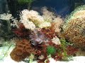 My 40 Gal. Reef Tank 12/2009 Final