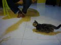 Cika the Munchkin Cat Cika the Munchkin Cat