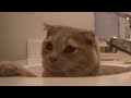 Deprived, dehydrated cat fights to survive. KILL THE OWNERS!!!