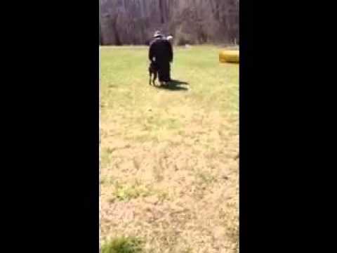 Cane Superiors Kane working