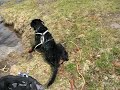 Dog/Rottweiler