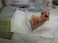 Baby Cockatiel/Parrot wanting to be hand fed - so cute!!!!!!